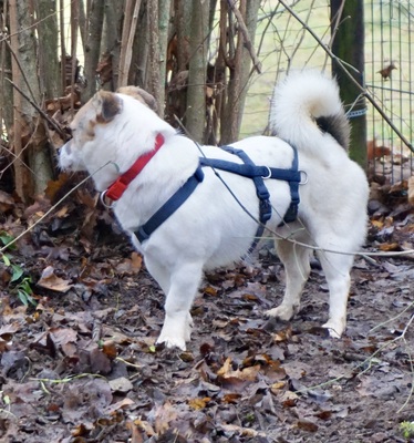 Nacho, Bodeguero Andaluz - Mix - Rüde