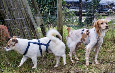 Nacho, Bodeguero Andaluz - Mix - Rüde