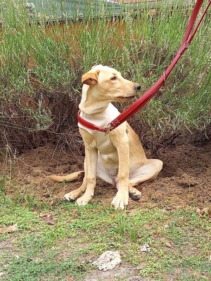 Nacho - Hübscher Labrador (Mix?), ca. 5 Monate/47cm/16kg, Labbi-Mix Welpen - Rüde