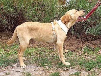 Nacho - Hübscher Labrador (Mix?), ca. 5 Monate/47cm/16kg, Labbi-Mix Welpen - Rüde