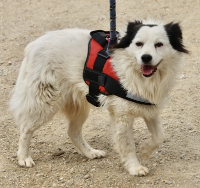 Nacho, Mix - Rüde