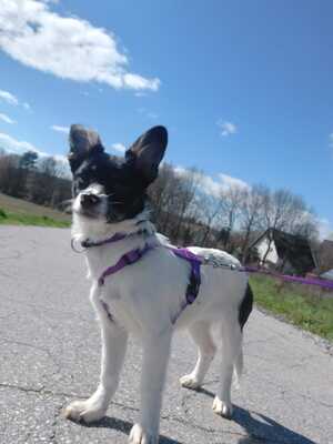 Nadia, Mischling Welpen - Hündin