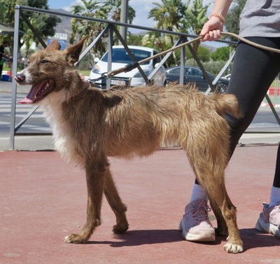 Nadia, Podenco Andaluz Mix ; rauhaarig - Hündin