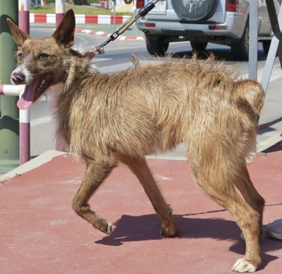 Nadia, Podenco Andaluz Mix ; rauhaarig - Hündin
