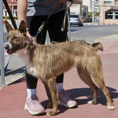 Nadia, Podenco Andaluz - Mix; rauhaarig - Hündin