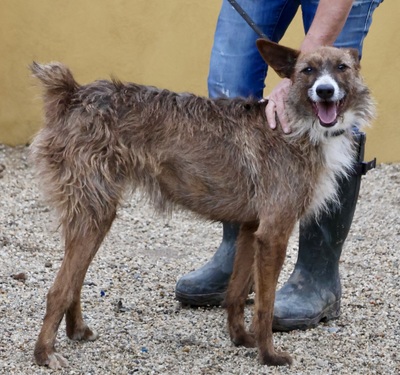Nadia, Podenco Andaluz - Mix; rauhaarig - Hündin