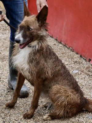 Nadia, Podenco Andaluz - Mix; rauhaarig - Hündin