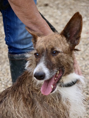 Nadia, Podenco Andaluz; rauhaarig - Hündin