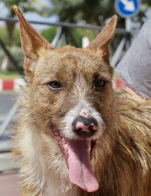 Nadia, Podenco- Mix; rauhaarig - Hündin