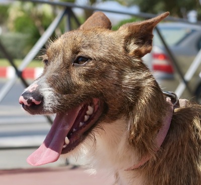 Nadia, Podenco- Mix; rauhaarig - Hündin