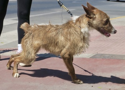 Nadia, Podenco- Mix; rauhaarig - Hündin