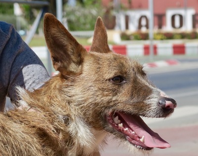 Nadia, Podenco- Mix; rauhaarig - Hündin