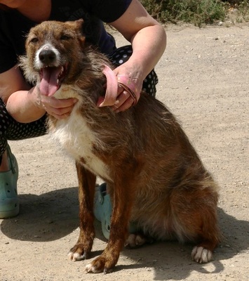 Nadia, Podenco- Mix; rauhaarig - Hündin