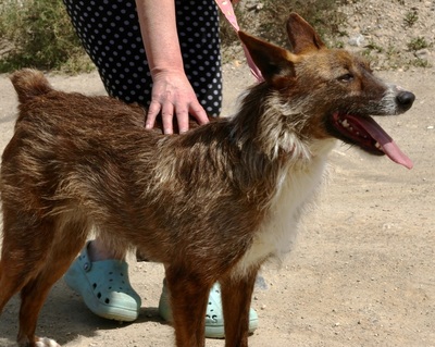 Nadia, Podenco- Mix; rauhaarig - Hündin