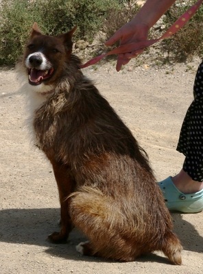 Nadia, Podenco- Mix; rauhaarig - Hündin