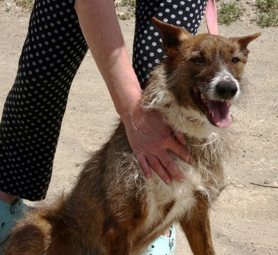 Nadia, Podenco- Mix; rauhaarig - Hündin