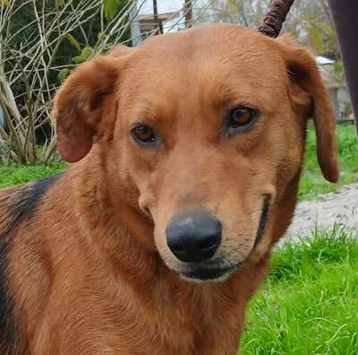 Nadia - anhänglich und freundlich