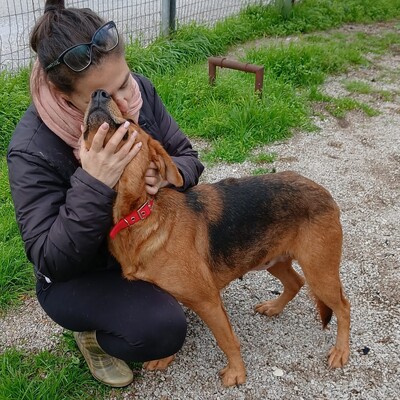 Nadia - anhänglich und freundlich, Jaghund-/Bracken-Mischling - Hündin