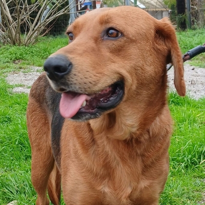 Nadia - anhänglich und freundlich, Jaghund-/Bracken-Mischling - Hündin