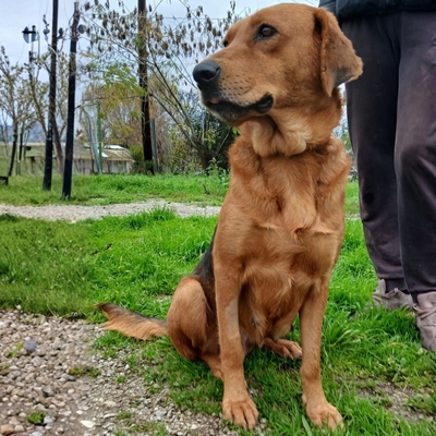 Nadia - anhänglich und freundlich, Jaghund-/Bracken-Mischling - Hündin