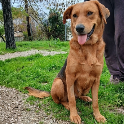 Nadia - anhänglich und freundlich, Jaghund-/Bracken-Mischling - Hündin