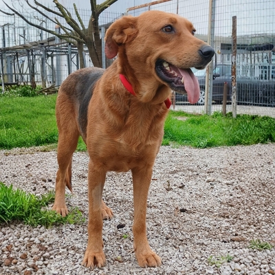 Nadia - anhänglich und freundlich, Jaghund-/Bracken-Mischling - Hündin