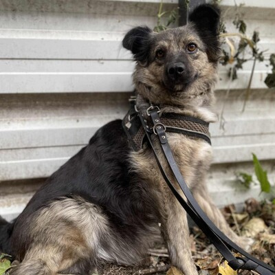 🌺Nadia ist sehr sanft, reif und freundlich ❤️, Mischlingshündin - Hündin