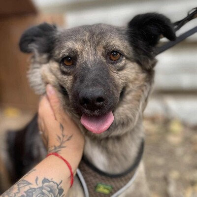 🌺Nadia ist sehr sanft, reif und freundlich ❤️, Mischlingshündin - Hündin