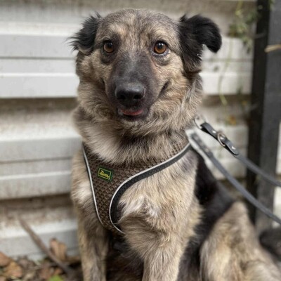 🌺Nadia ist sehr sanft, reif und freundlich ❤️, Mischlingshündin - Hündin