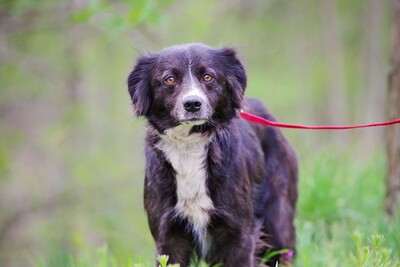 Nadja, Collie Schäfer ? Mischling - Hündin