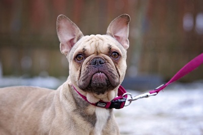 Nadja, FRANZÖSISCHE BULLDOGGE - Hündin