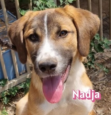 Nadja, Mischling - Hündin