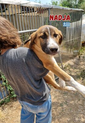 Nadja, Mischling - Hündin