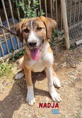Nadja, Mischling - Hündin