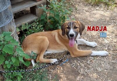 Nadja, Mischling - Hündin