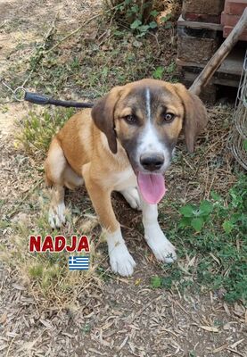 Nadja, Mischling - Hündin