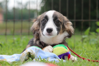 Naemi, Mischling Welpen - Hündin
