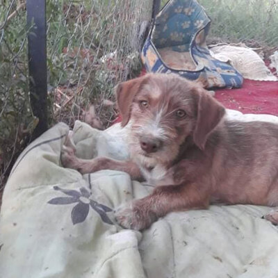 Nagia / Reserviert, Mischling Welpen - Hündin