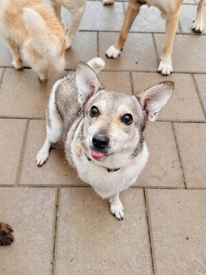 Naia, Mischling - Hündin