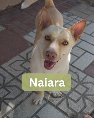 Naiara, Mischling - Hündin