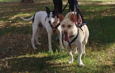 Naiara, Mischling - Hündin