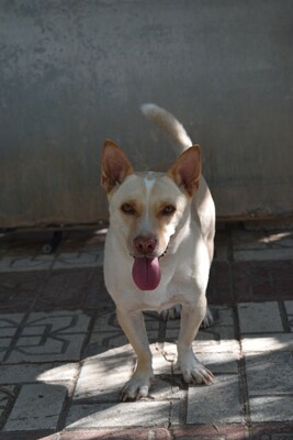 Naiara, Mischling - Hündin