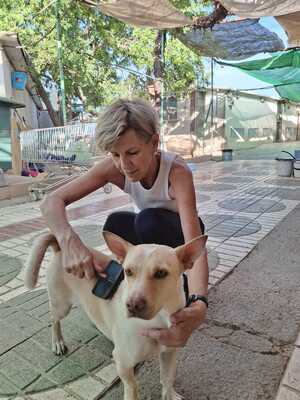 Naiara, Mischling - Hündin