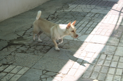 Naiara, Mischling - Hündin