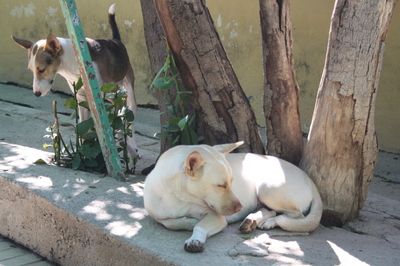 Naiara, Mischling - Hündin