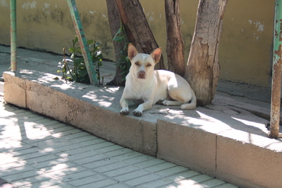 Naiara, Mischling - Hündin