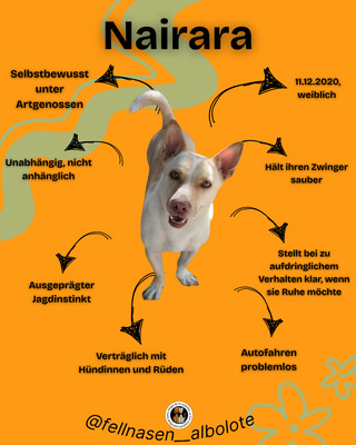 Naiara, Mischling - Hündin