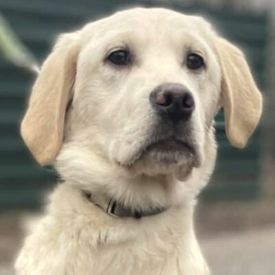 💥Naina Labrador /Retriever Mixwelpin sucht ein tolles Zuhause bei lieben Menschen 💥, Labrador /Retriever Mixwelpin Welpen - Hündin