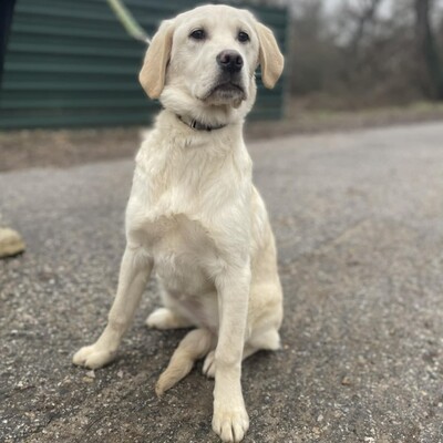 💥Naina Labrador /Retriever Mixwelpin sucht ein tolles Zuhause bei lieben Menschen 💥, Labrador /Retriever Mixwelpin Welpen - Hündin