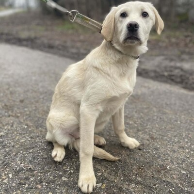 💥Naina Labrador /Retriever Mixwelpin sucht ein tolles Zuhause bei lieben Menschen 💥, Labrador /Retriever Mixwelpin Welpen - Hündin